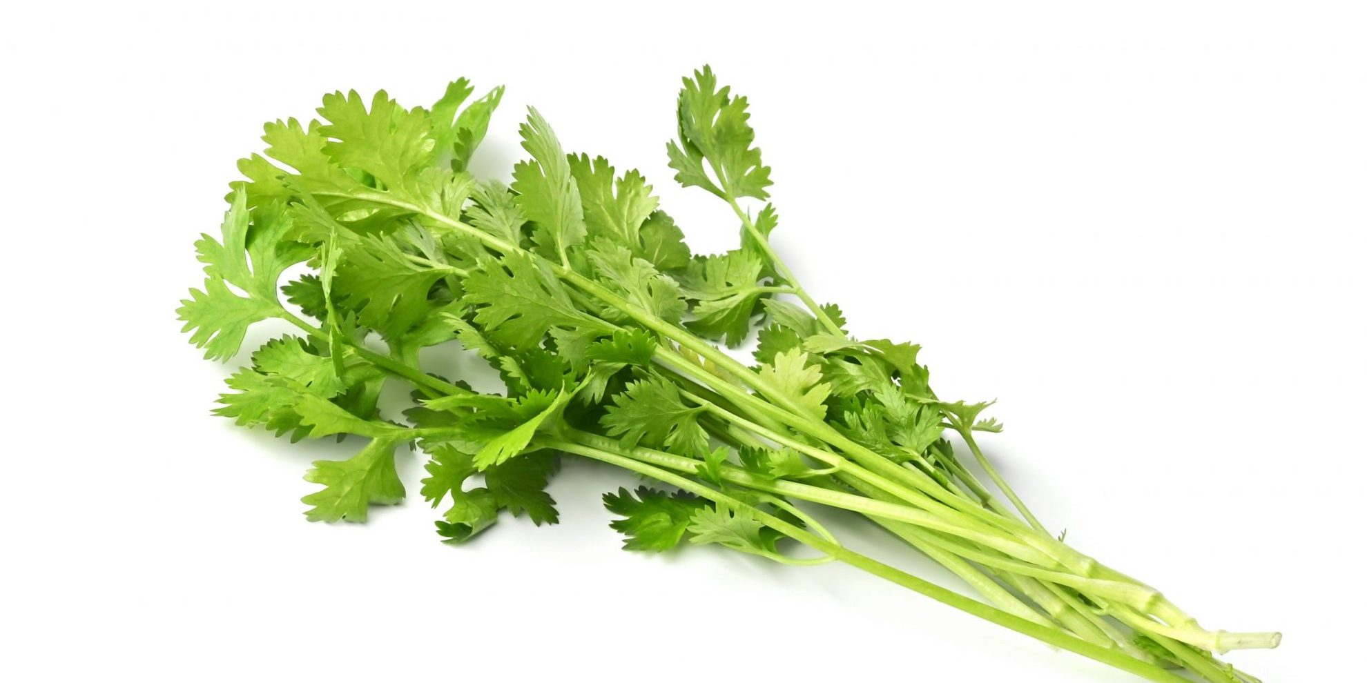 What Is The Difference Between Coriander And Cilantro Chef Gourmet Llc,When Do Puppies Eyes Open