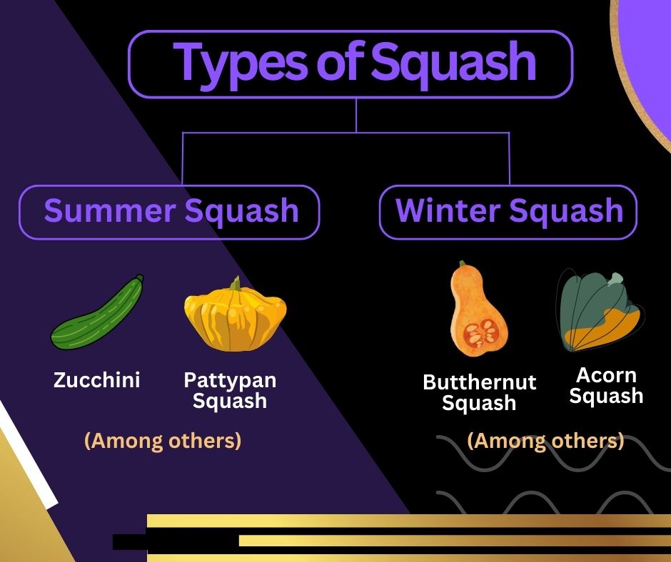 Graphic showing the relationship between zucchini and squash.