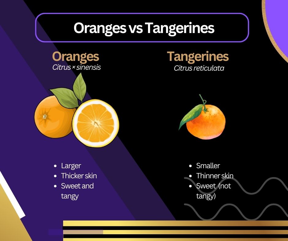 Graphic outlining the differences between oranges and tangerines. Oranges are larger, have thicker skin, and are tangier than tangerines.